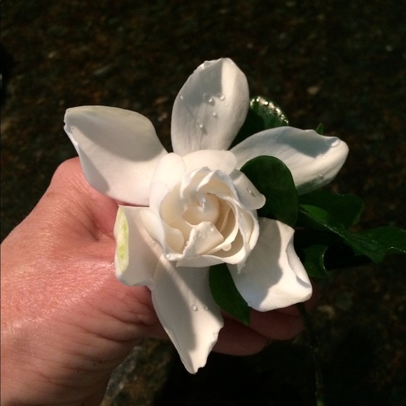 Meet your Posher, Donna - Picture 1 of 1